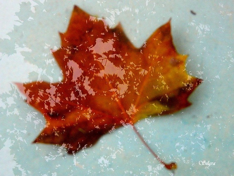 Espejo en hoja bajo agua