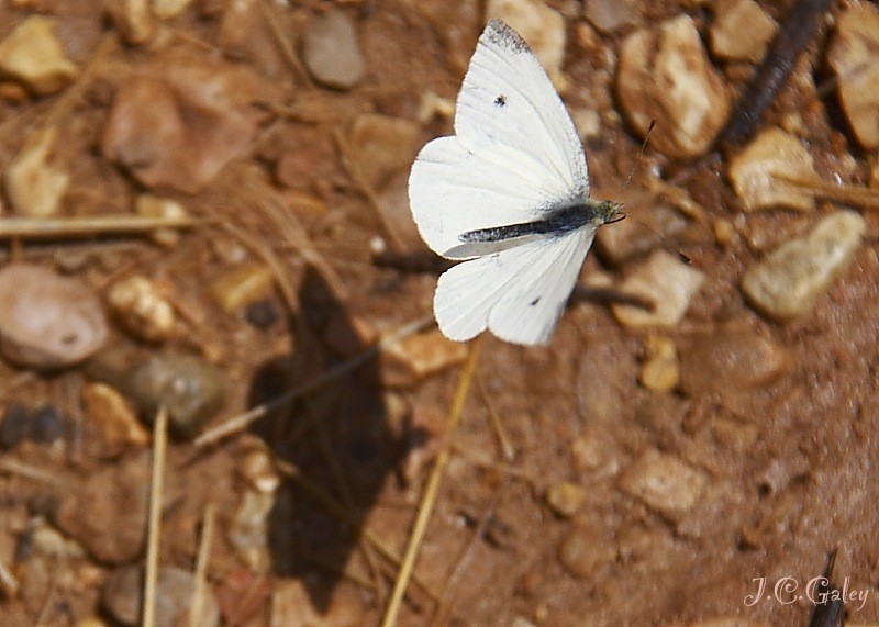 vuelo rasante