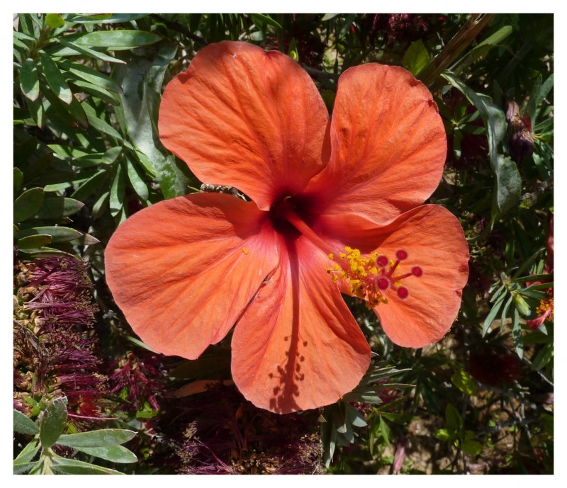 La Cayena (Hibiscus rosa-sinensis)