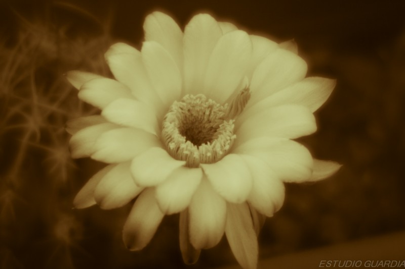 flor de cactus