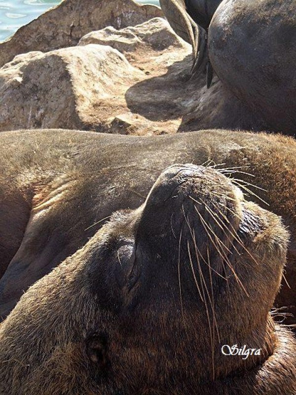 Siesta al sol