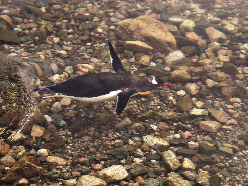 volando o nadando?