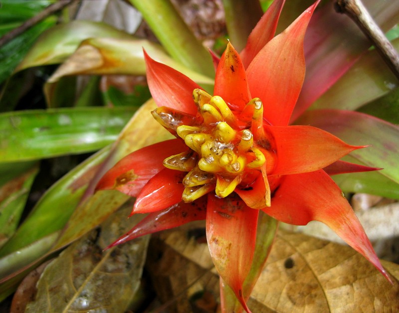 Flor de la selva 1