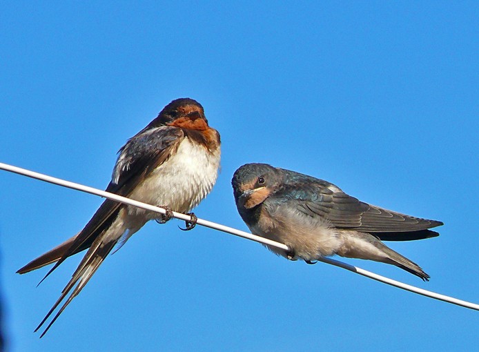 Conversando entre novios