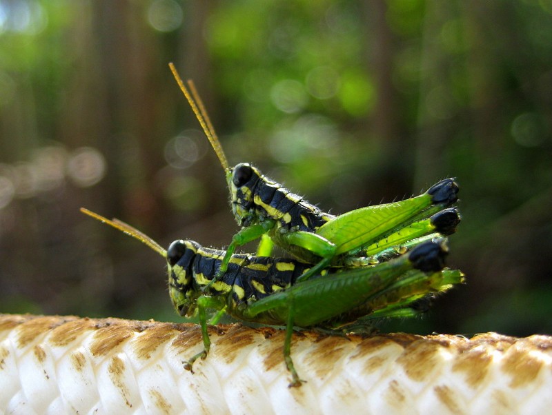 en la tranquilidad de la selva...