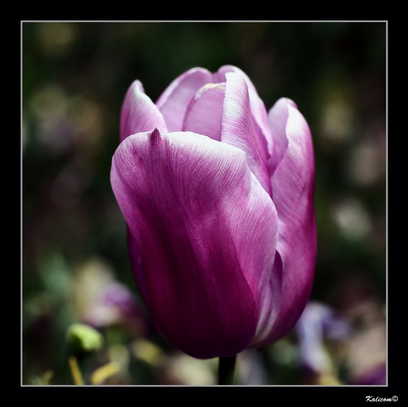 TULIPA \