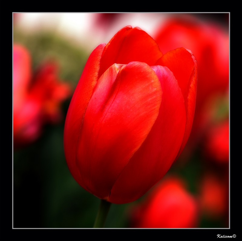 TULIPA \