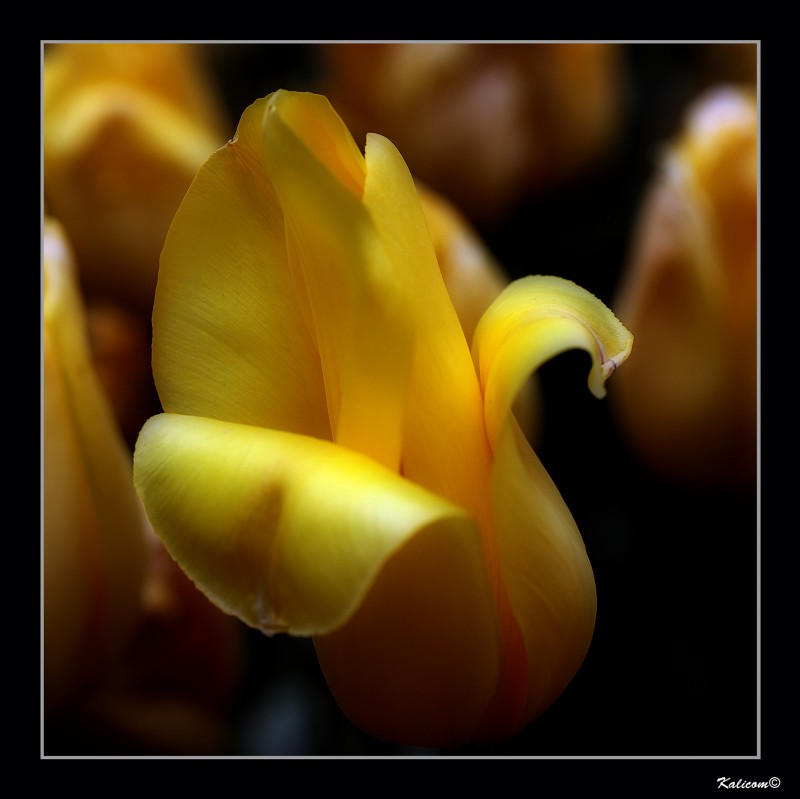 TULIPA \