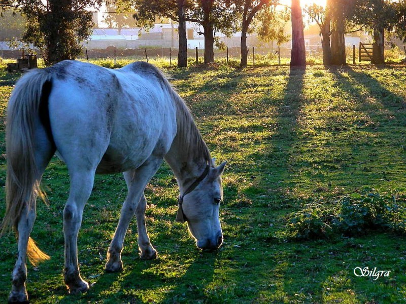 Al atardecer