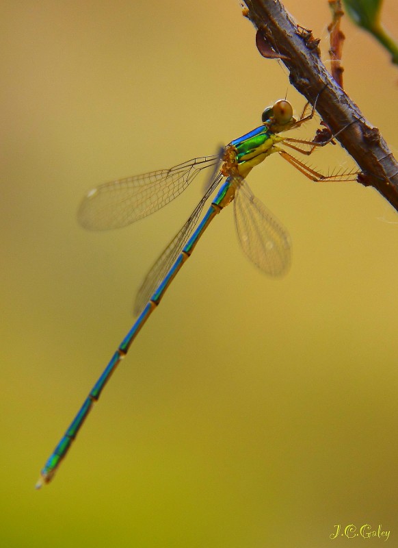  Lestes viridis