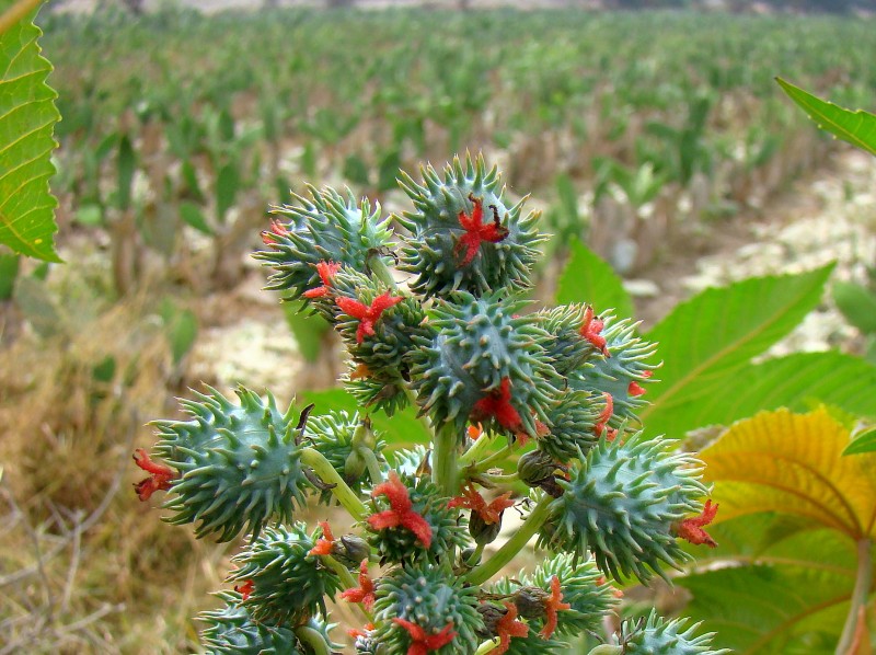 Flor de ricinus