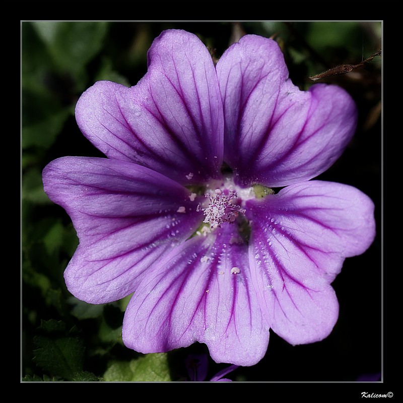 Una florecilla del campo