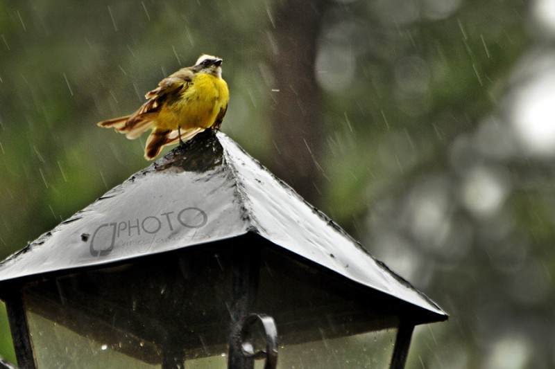 Bajo la lluvia...