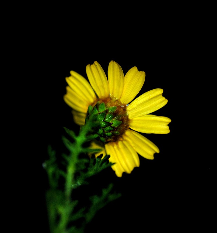 Primavera