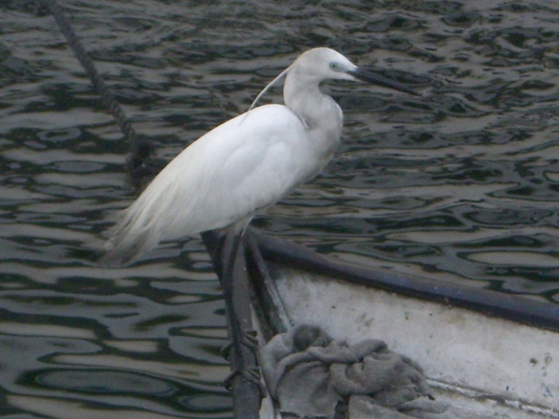 Ibis