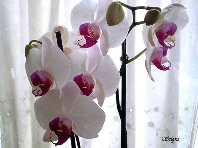 Orqudea Phalaenopsis