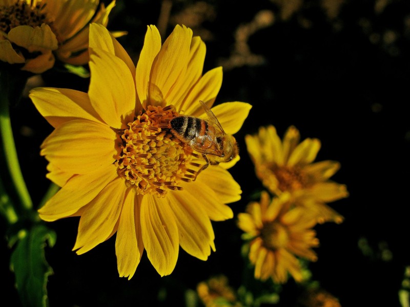 VUELTA ABEJA