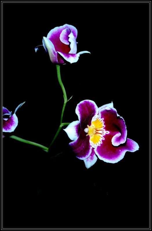 ORQUDEA 9