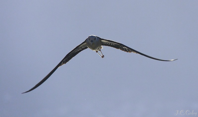 volando hacia la foto