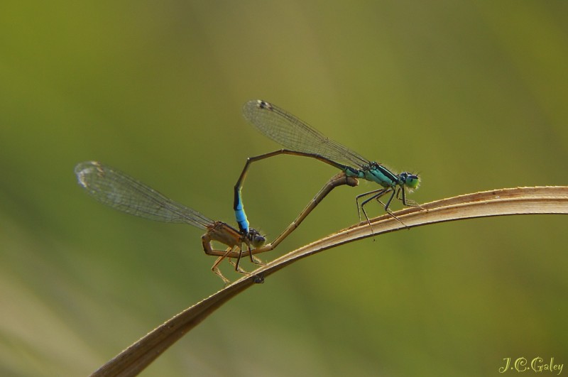 otra copula mas