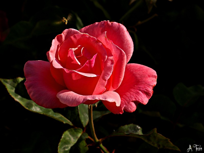 Rosa y abeja