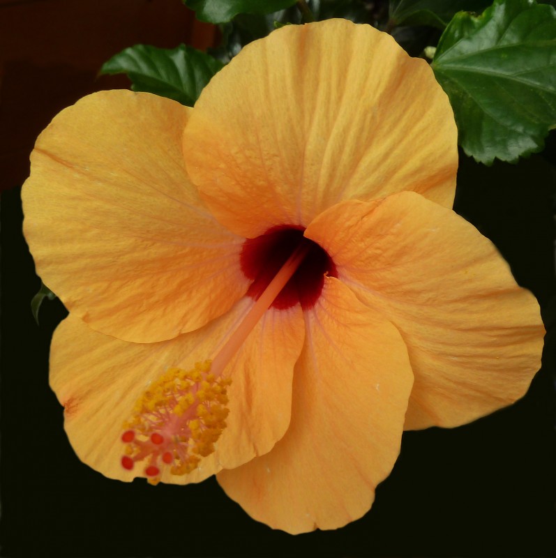 Hibiscus Jun 12 01