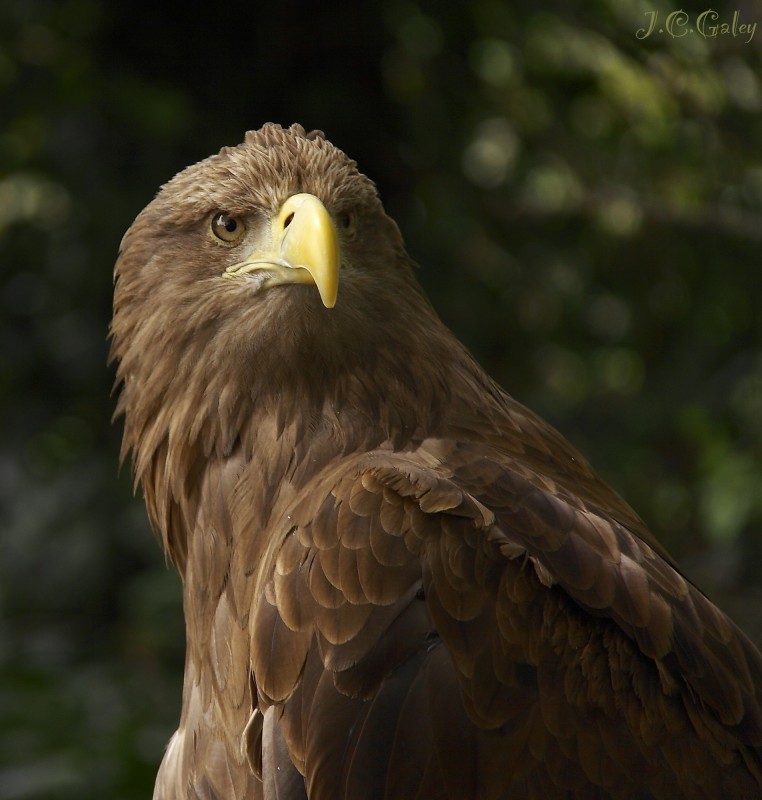 Aguila real