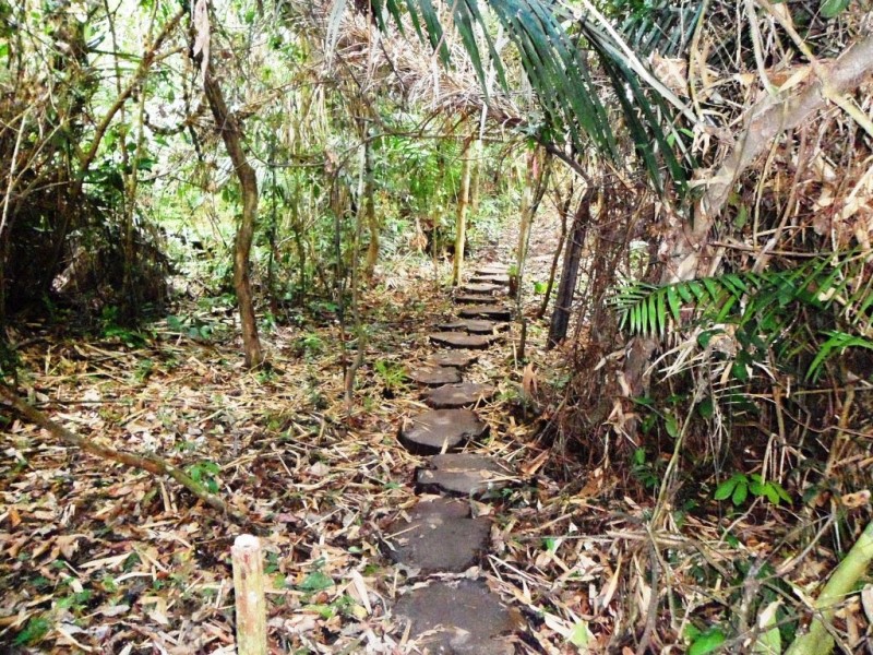 Sendero en la selva