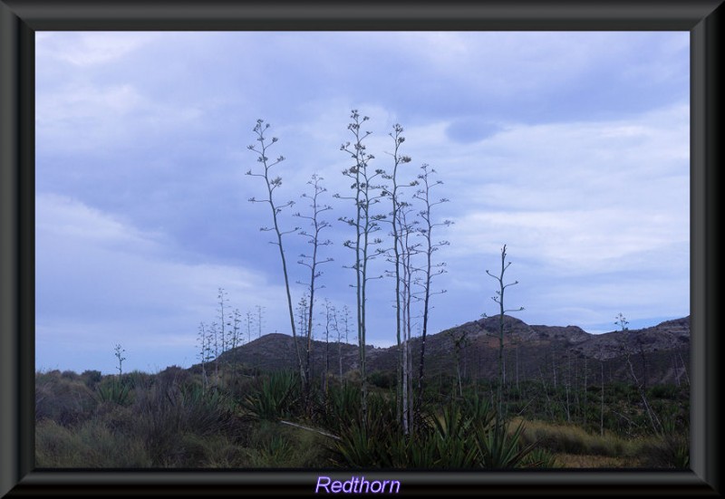 Las flores de la Pita