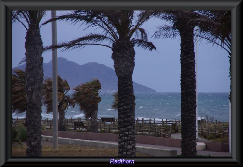 Palmeras, vendaval y mar embravecido