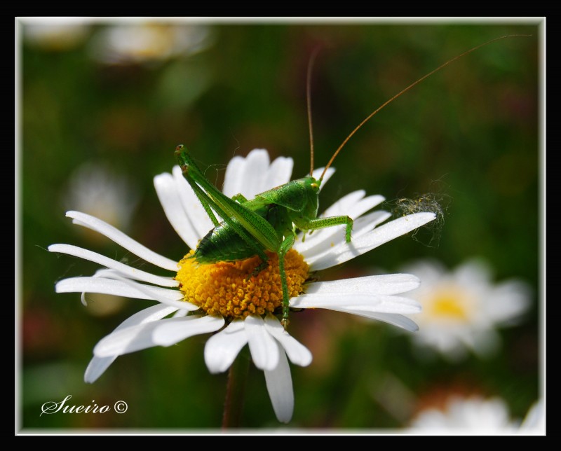 descanso