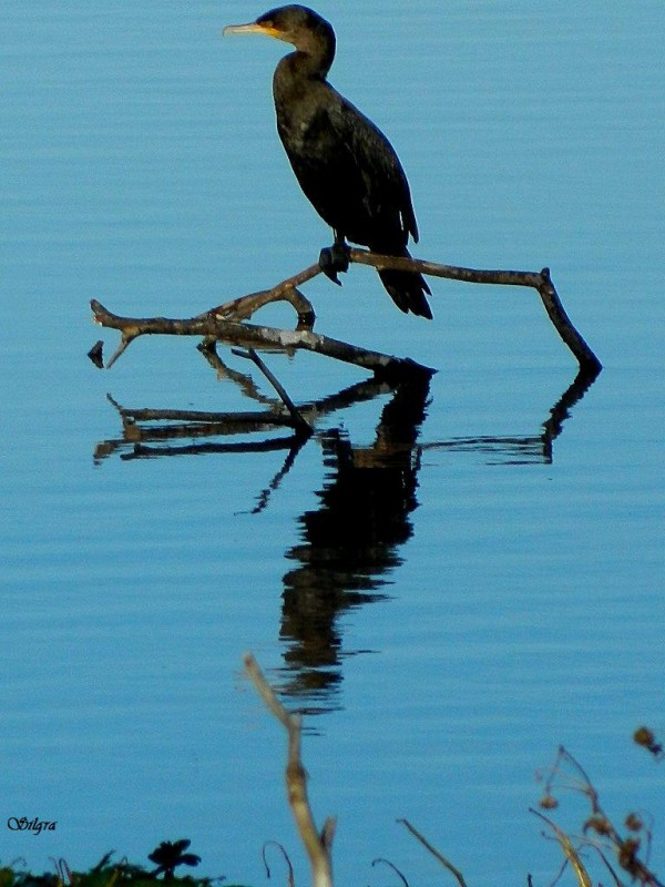 En la laguna