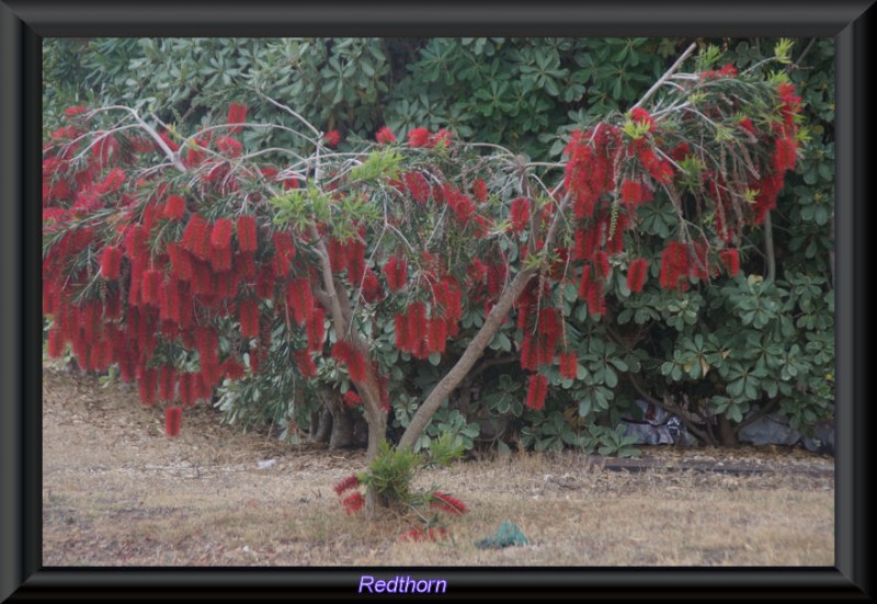 El rojo intenso del Callistemon