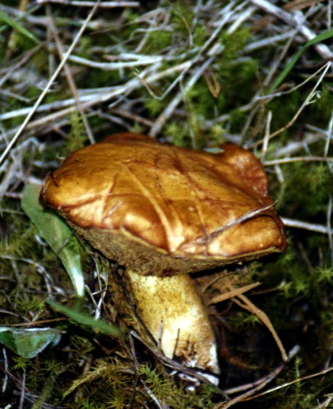 seta dorada