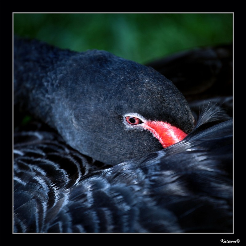 LA SIESTA DEL CISNE NEGRO