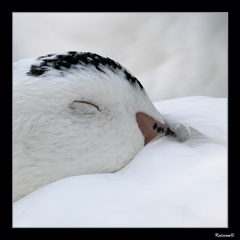 LA SIESTA DEL PATO BLANCO