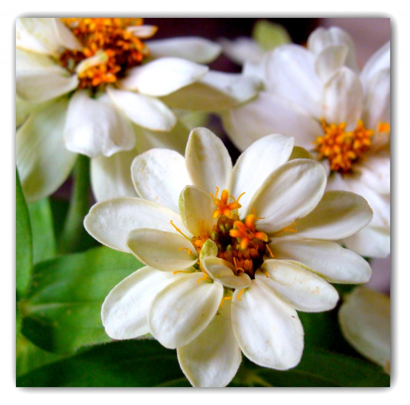 Lore zuriak / flores blancas