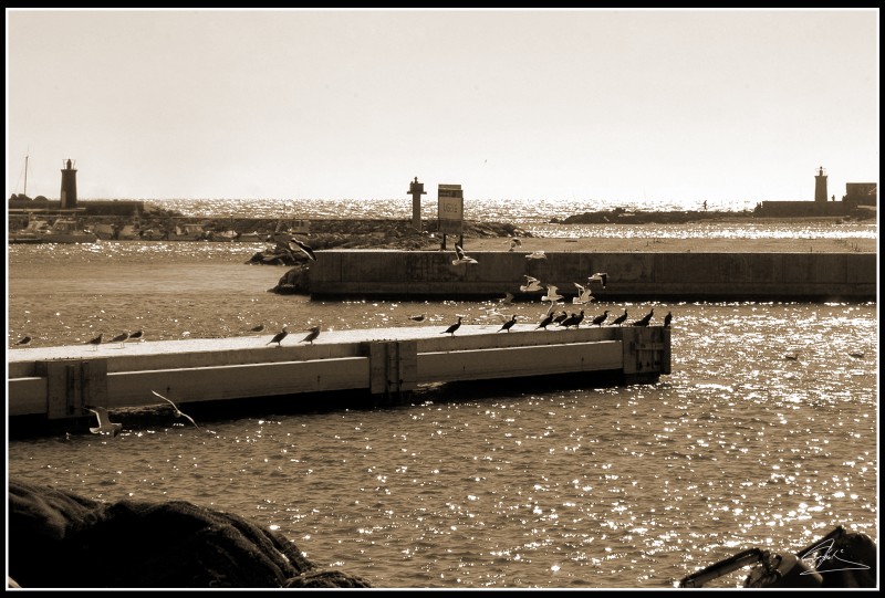 Gaviotas en el puerto. (A Nuria B)