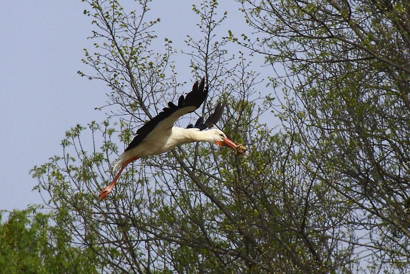 El vuelo de la cigea