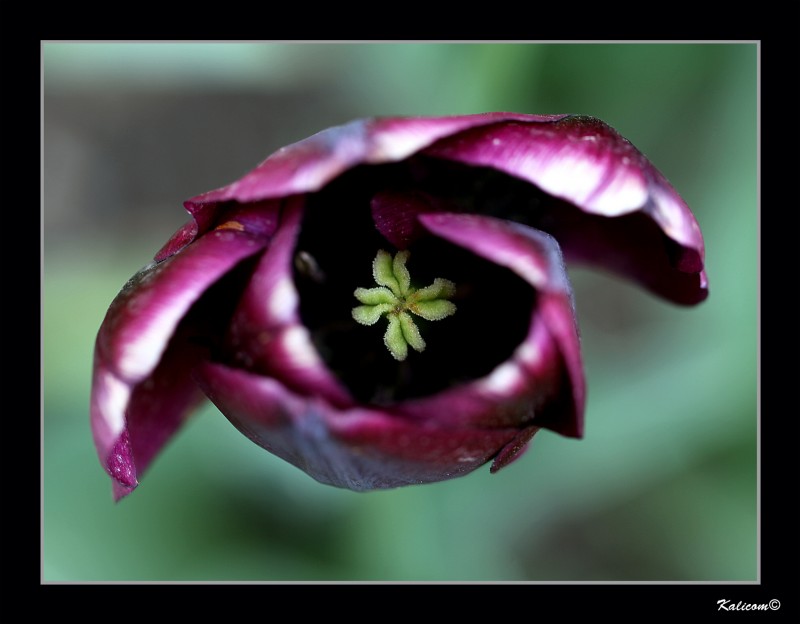 TULIPA \