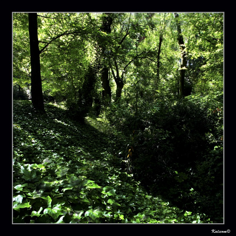 La selva virgen, ms o menos