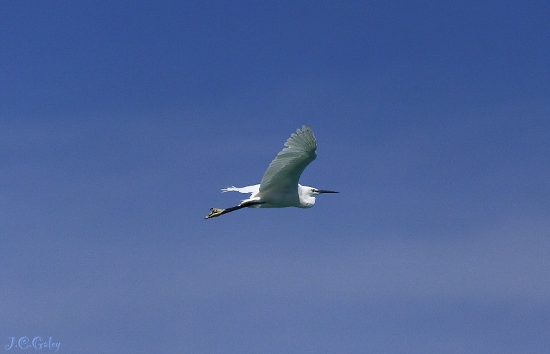 blanco sobre azul