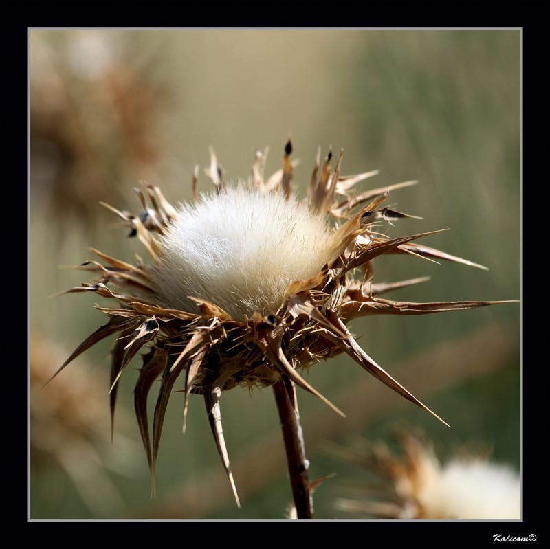 Flor de esto