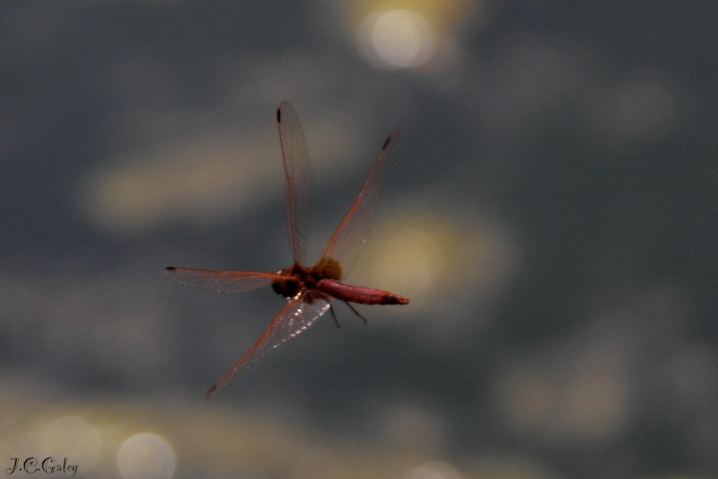 roja al vuelo