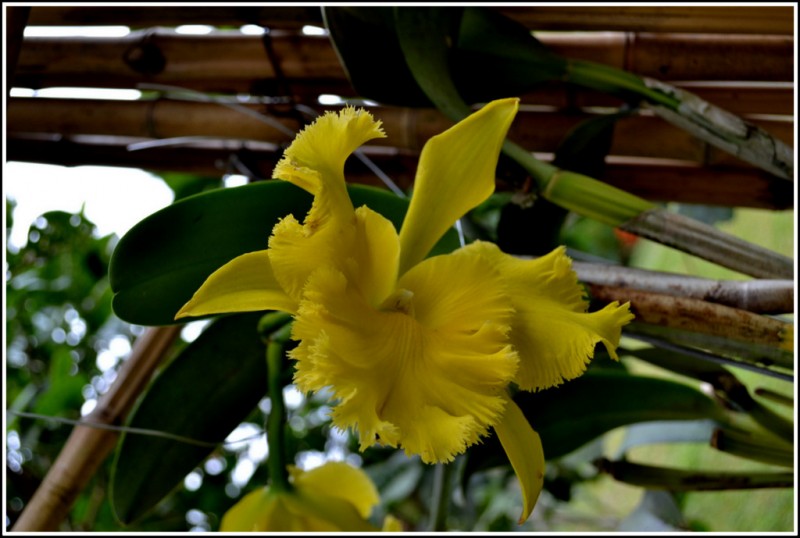 ORQUIDEA 47