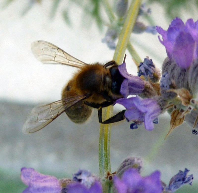 abeja