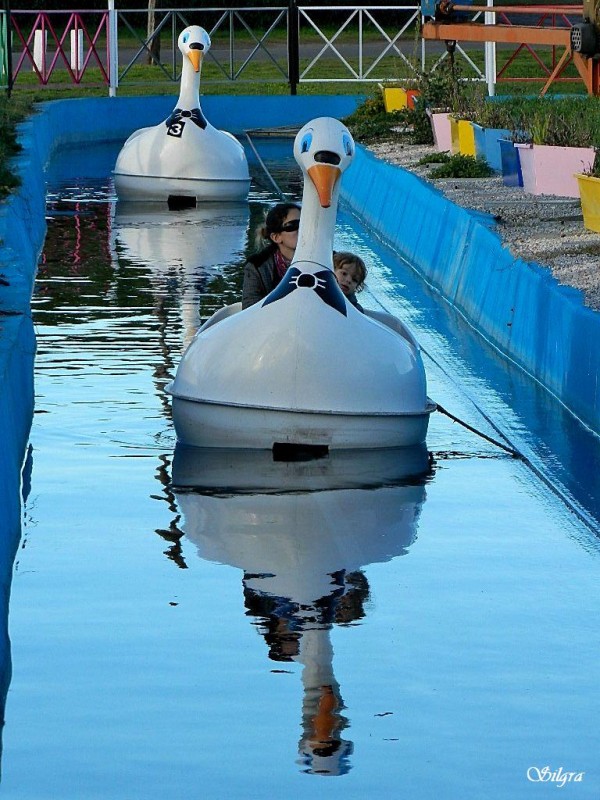 En cisne de paseo