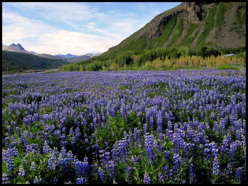 Flores de altramuz