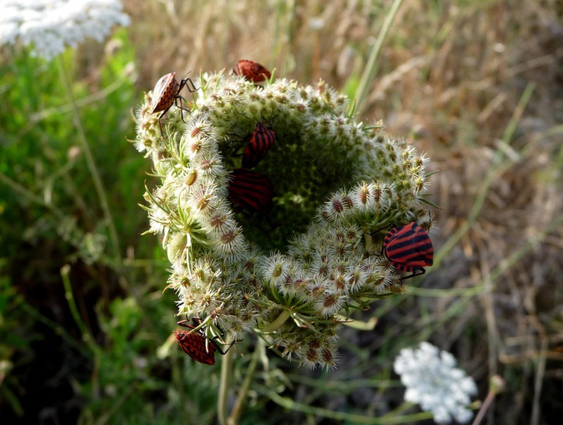 mariquilla