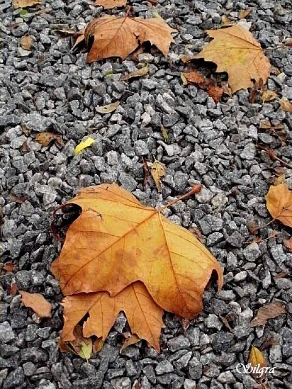 La hoja y la piedra